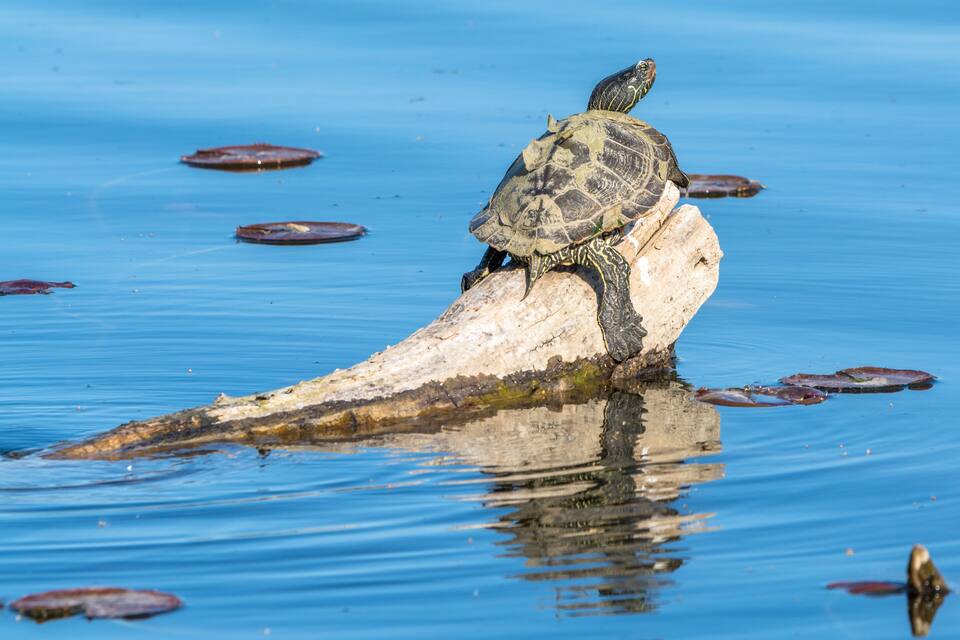 Een schildpad op een boomstam in het water, omringd door waterlelies.