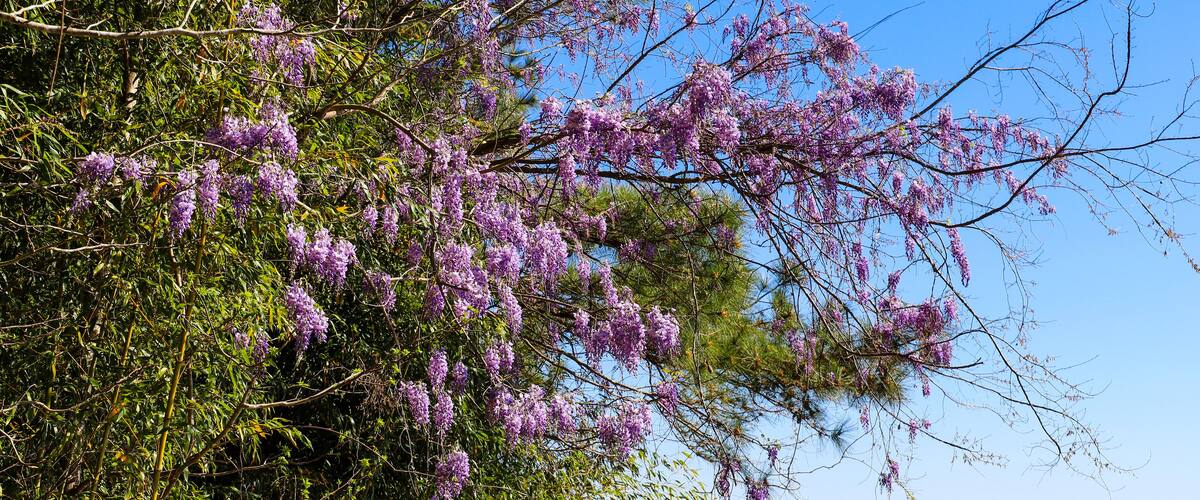 stunning large purple Wisteria plants surrounded by like green leaves near a lake with a blue sky background at Lake Horton Park in Fayetteville Georgia