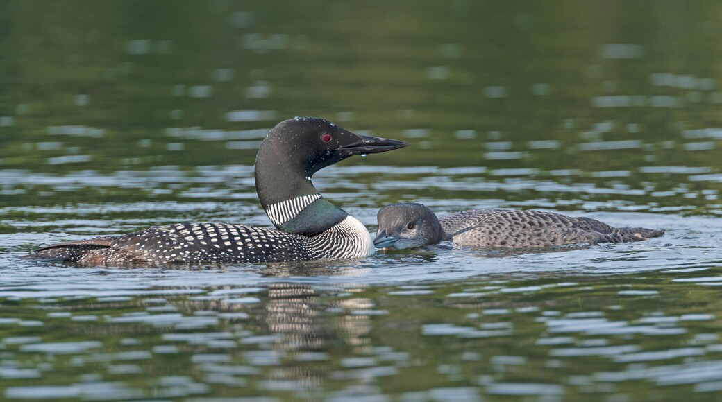 Adult and Baby Loon Bonding in a Lake