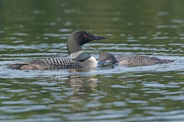 Adult and Baby Loon Bonding in a Lake