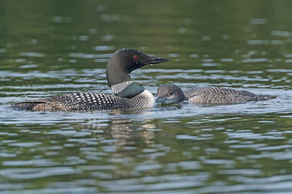 Two ducks swimming in a body of water.