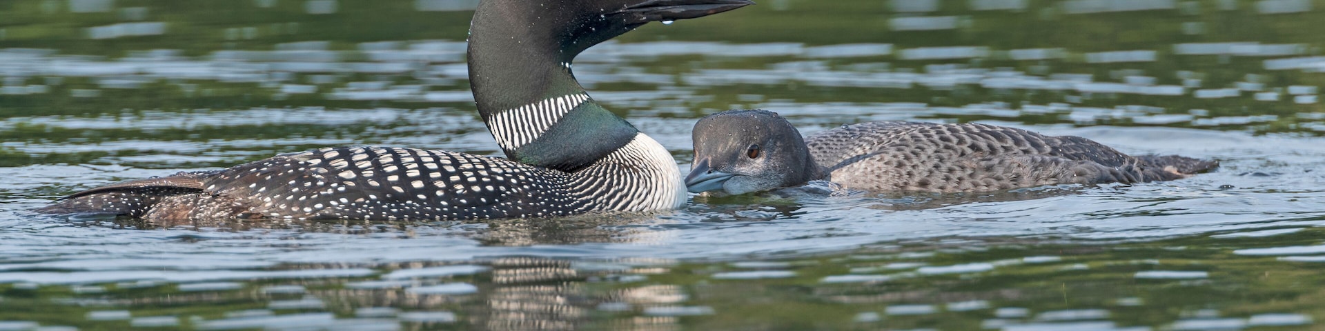 Adult and Baby Loon Bonding in a Lake
