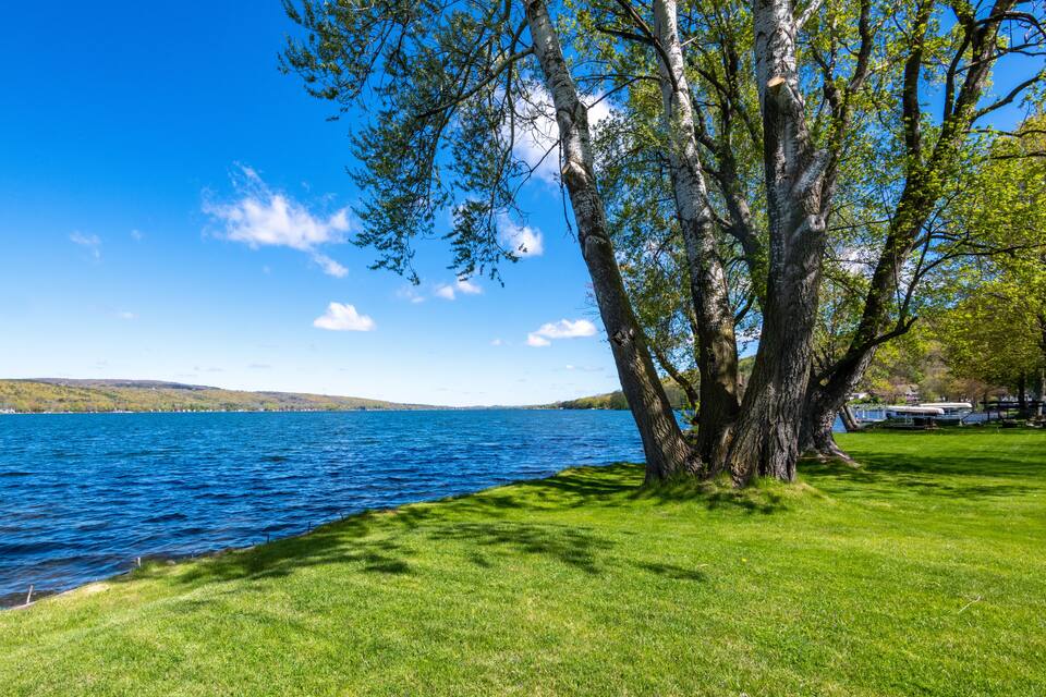 A lake with a grassy shore, a large tree, and a clear blue sky.
