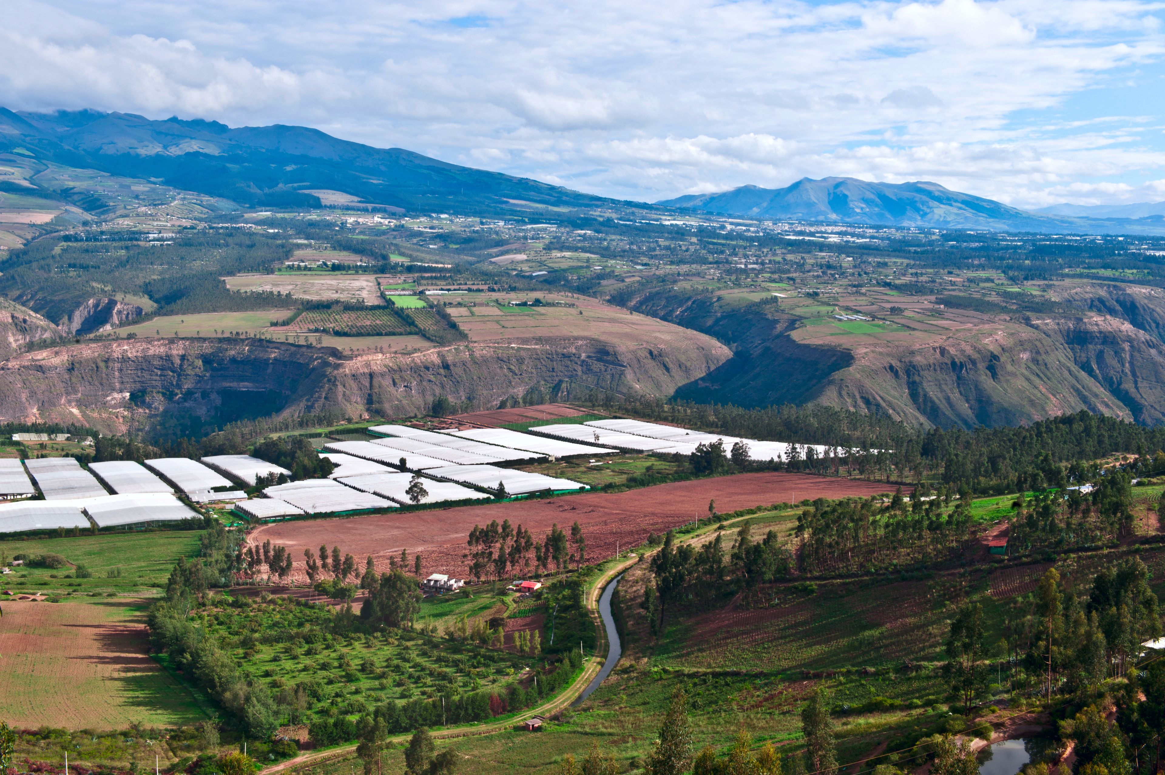Roses in Plantation Tumbaco, Cayambe, Ecuador