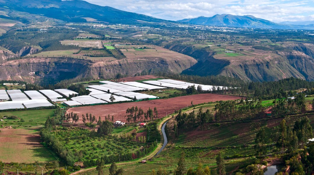 Roses in Plantation Tumbaco, Cayambe, Ecuador