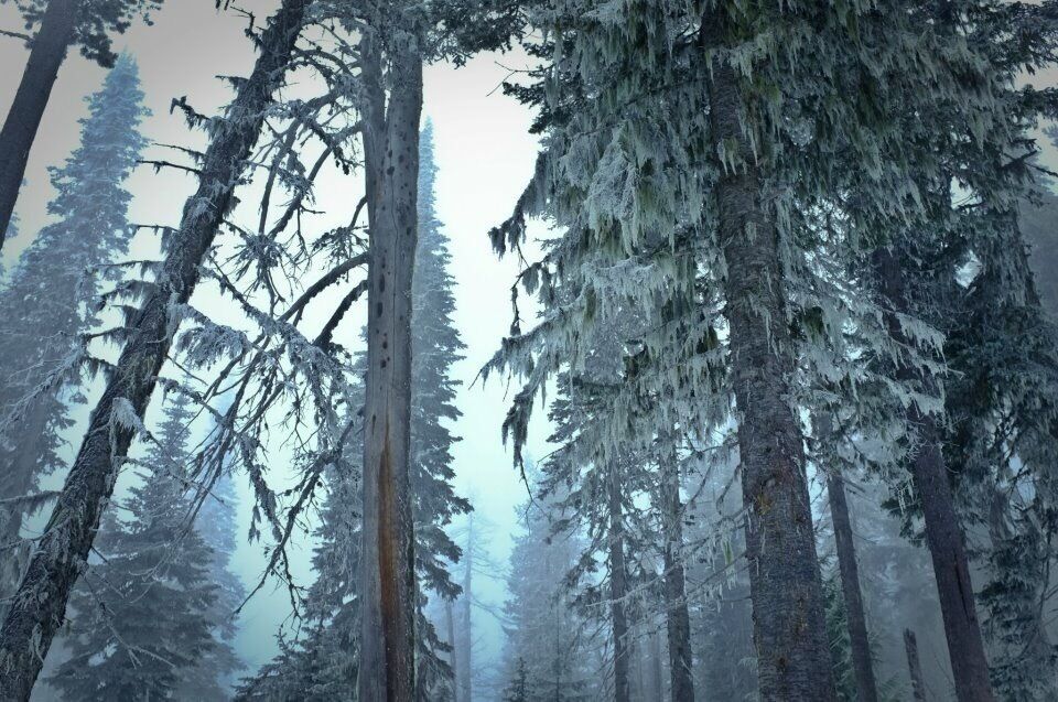 #snow
#hiking
The beautiful Spokane forest as I make my way up to the summit on the day of the winter solstice. I great place to go hiking.