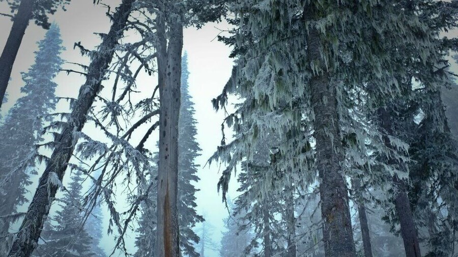 #snow
#hiking
The beautiful Spokane forest as I make my way up to the summit on the day of the winter solstice. I great place to go hiking.
