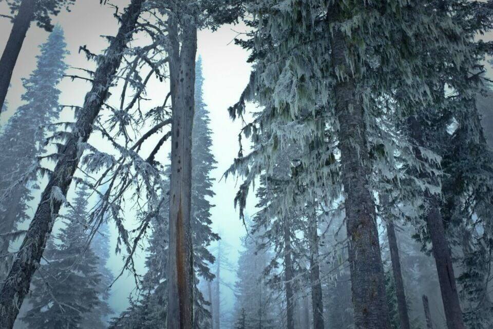 A dense forest with tall evergreen trees covered in snow.