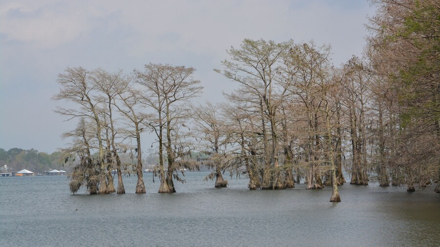 Moss draped Cypress trees in Lake Bruin on the Mississippi River at St Joseph, Tensas Parish, Louisiana