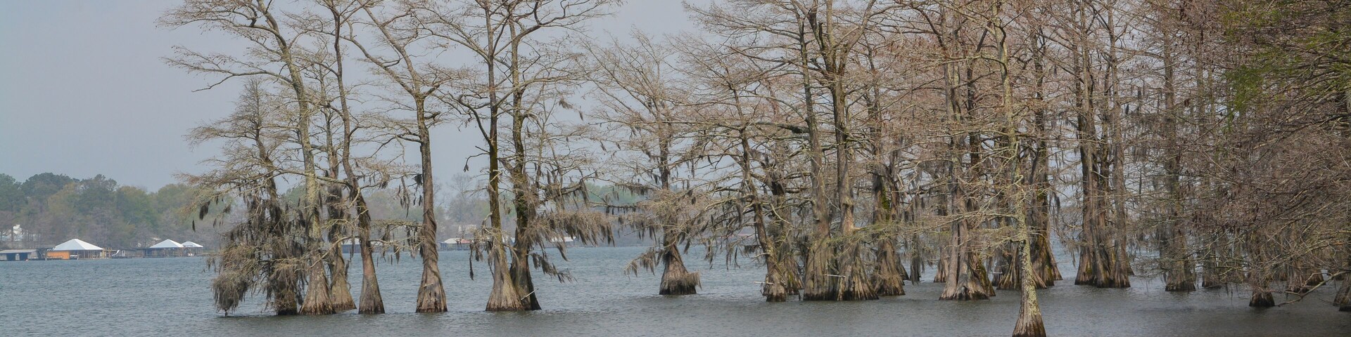Moss draped Cypress trees in Lake Bruin on the Mississippi River at St Joseph, Tensas Parish, Louisiana