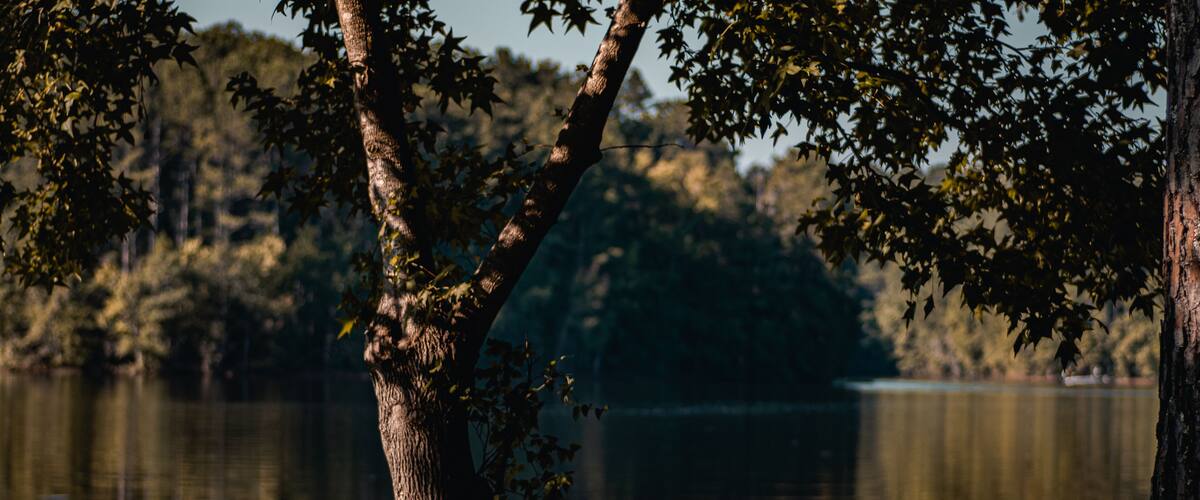 calm water of West Point Lake through trees in Georgia along bank