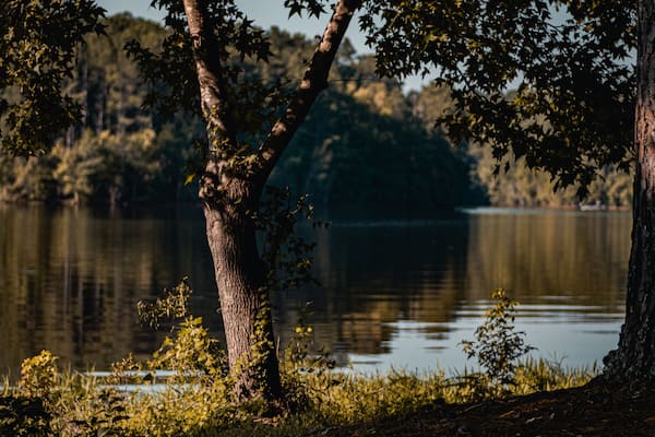 calm water of West Point Lake through trees in Georgia along bank