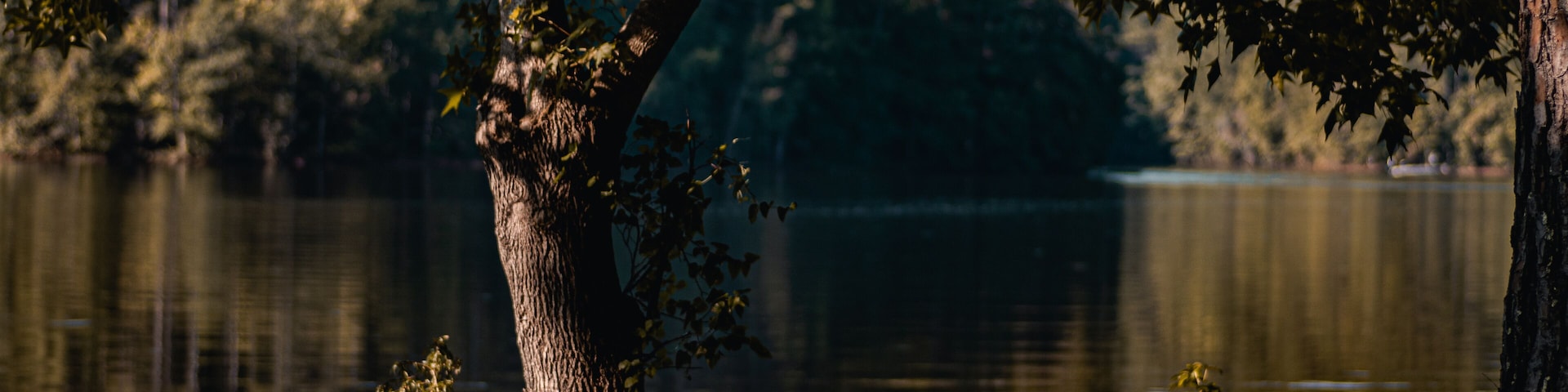 calm water of West Point Lake through trees in Georgia along bank