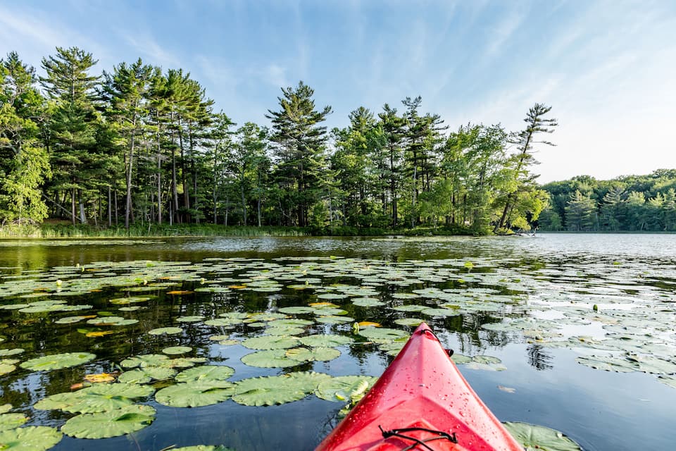 A red kayak on a lake surrounded by lily pads and tall trees.