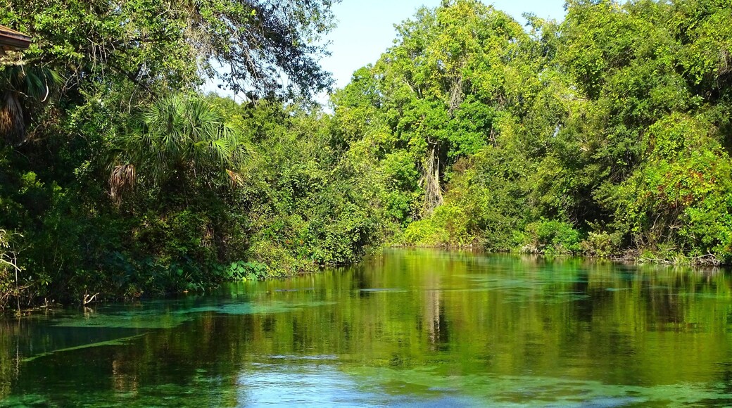 United States, Florida, Hernando County, Weeki Watchee river