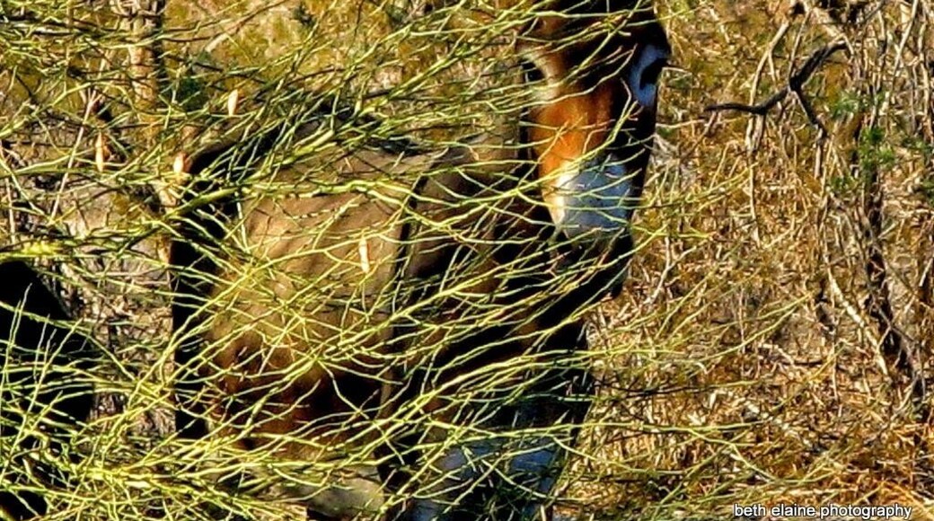 #localgem
Back in the day, when a prospector passed, his Burros were left to fend for themselves...
Which has lead to a decent population of wild Burros today.
This particular day, while hiking, I had the opportunity to play hide and seek with a youngster.