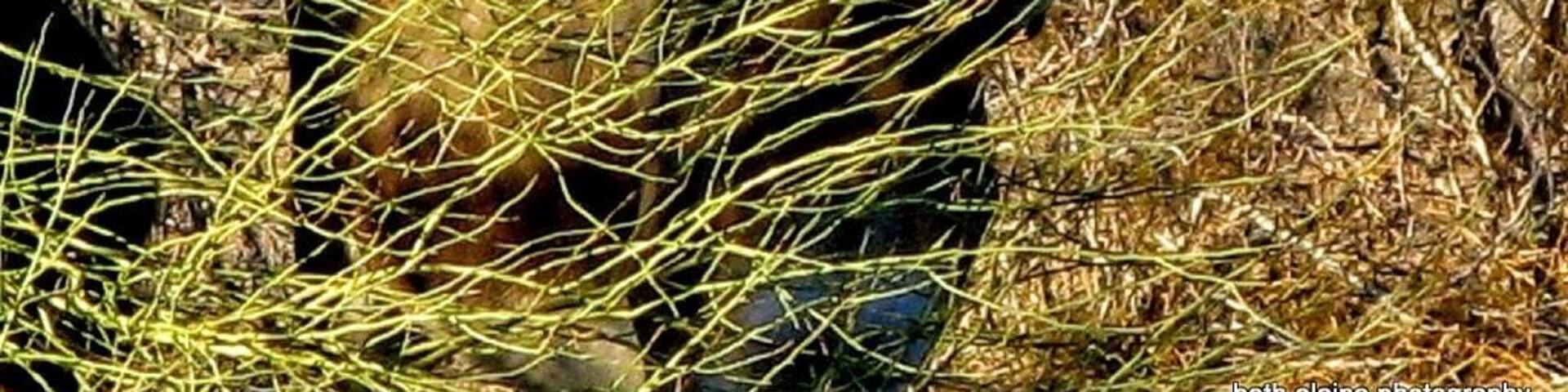 #localgem
Back in the day, when a prospector passed, his Burros were left to fend for themselves...
Which has lead to a decent population of wild Burros today.
This particular day, while hiking, I had the opportunity to play hide and seek with a youngster.