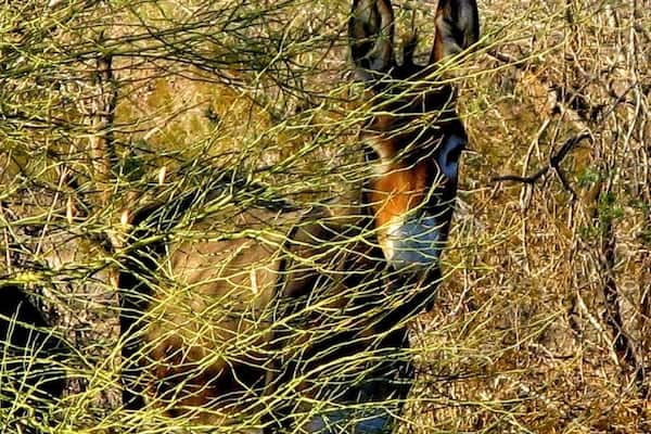 #localgem
Back in the day, when a prospector passed, his Burros were left to fend for themselves...
Which has lead to a decent population of wild Burros today.
This particular day, while hiking, I had the opportunity to play hide and seek with a youngster.