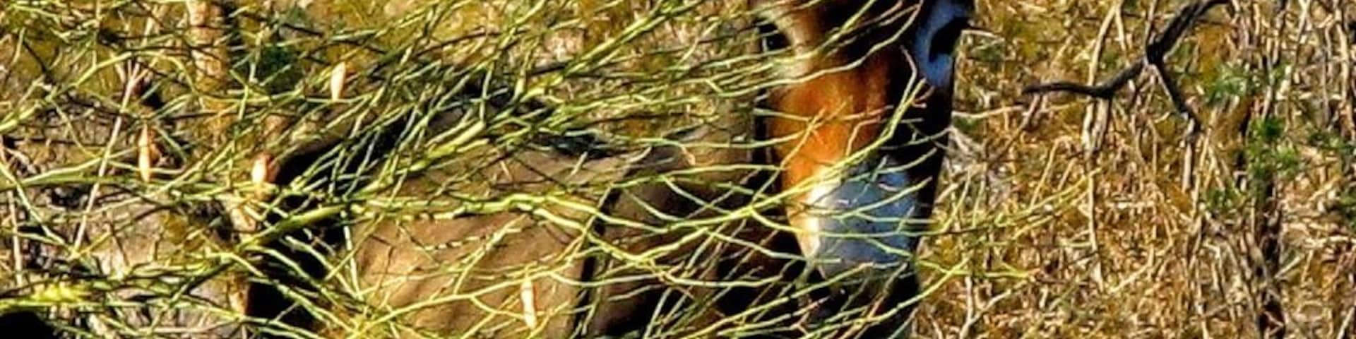 #localgem
Back in the day, when a prospector passed, his Burros were left to fend for themselves...
Which has lead to a decent population of wild Burros today.
This particular day, while hiking, I had the opportunity to play hide and seek with a youngster.