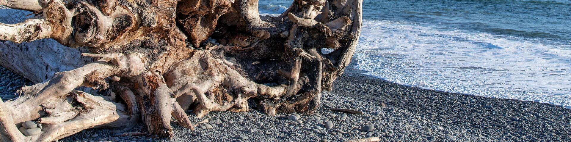 Close up view of large piece of driftwood root structure on Rialto beach on coastal stretch of Olympic National Park, WA, USA with large sea stack rock formations or islands in the ocean in background