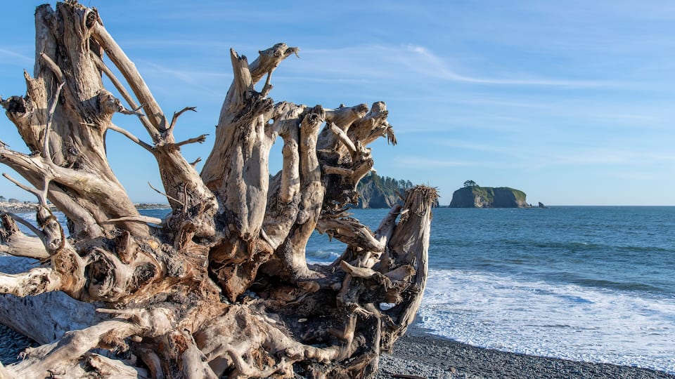 A weathered driftwood formation on a pebbly beach with a clear blue sky and a distant rocky island.