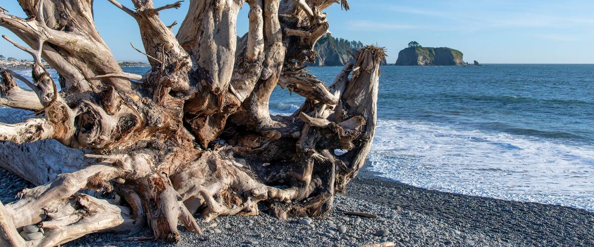 A weathered driftwood formation on a pebbly beach with a clear blue sky and a distant rocky island.