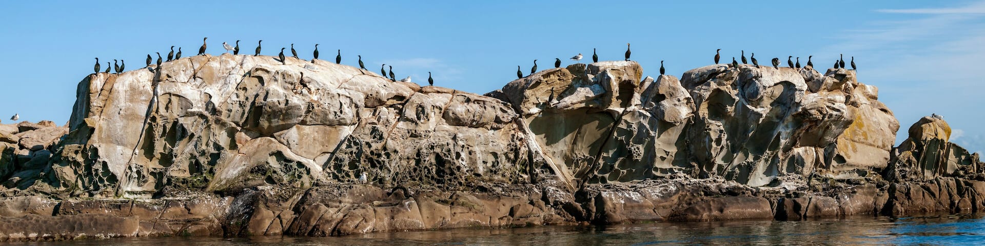 Cormorants on rock islet in southern British Columbia.
Two photo panorama of various species of cormorants and seagulls sunning themselves.