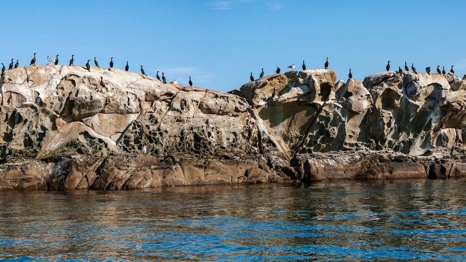 A rocky coastline with birds perched on the cliffs.