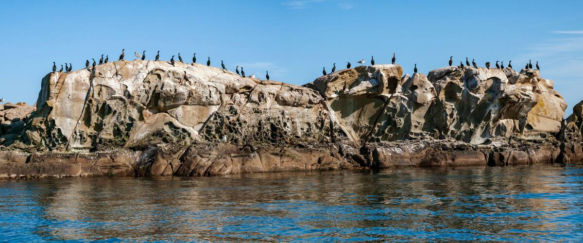 A rocky coastline with birds perched on the cliffs.