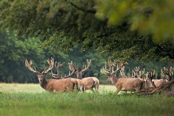 Eine Herde Hirsche auf einer grünen Wiese, im Hintergrund Bäume.