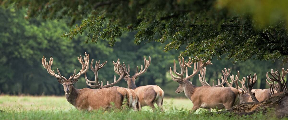 A herd of deer in a grassy field with trees in the background.