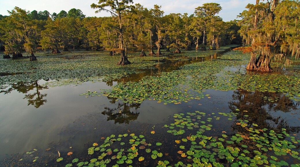 Light of setting sun on An open path of water through lily pads and cypress trees on Caddo Lake on border of Louisiana and Texas.