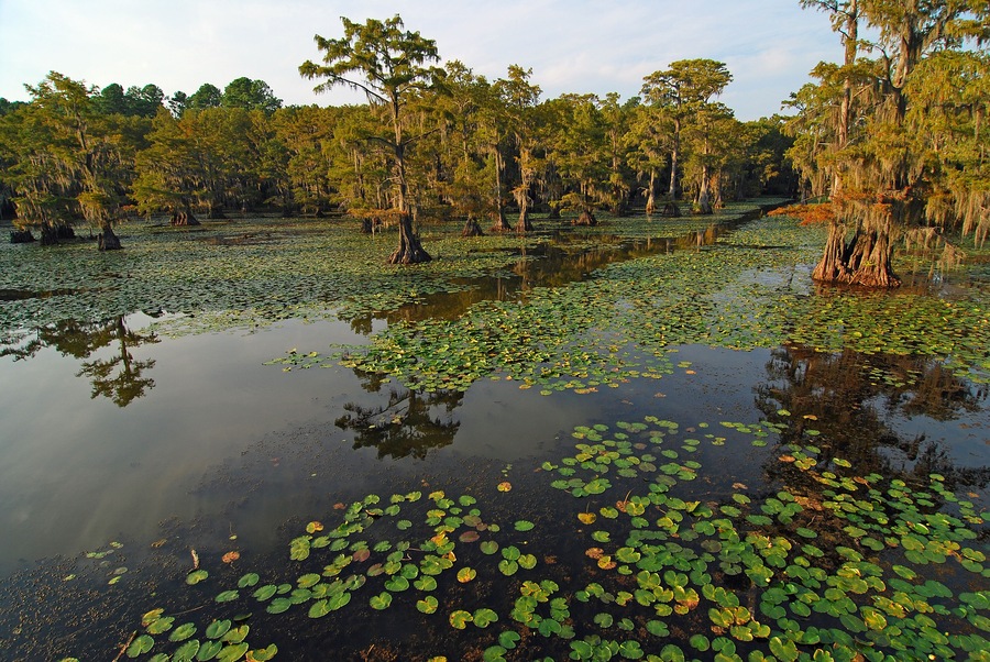 Light of setting sun on An open path of water through lily pads and cypress trees on Caddo Lake on border of Louisiana and Texas.