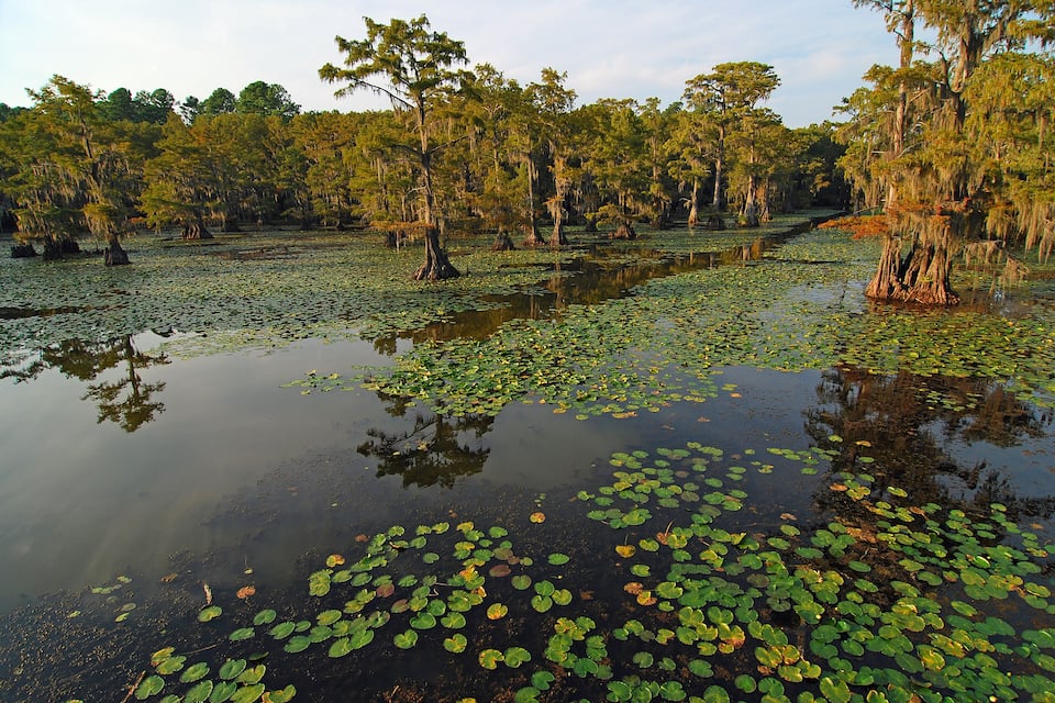 A swamp with water lilies and trees.