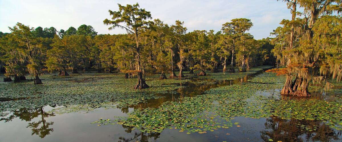 A swamp with water lilies and trees.