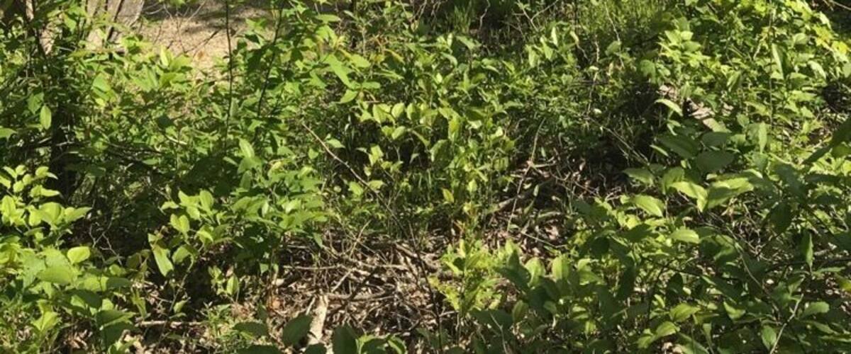 There are lots of hiking paths along the Cave Run Lake. Check out the Lakeview Ridge trail!