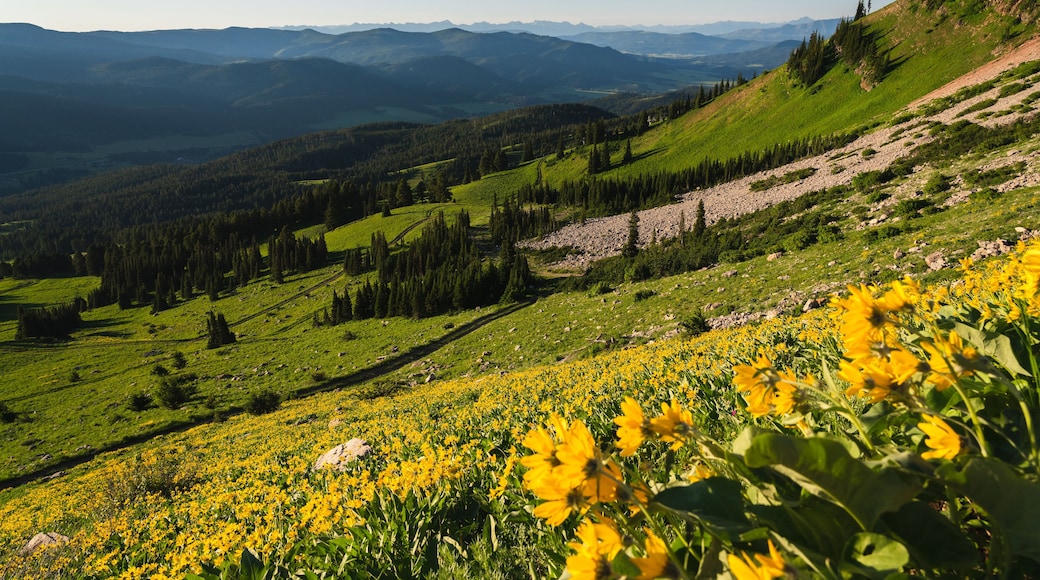 Wildflowers in the Bridger Mountains