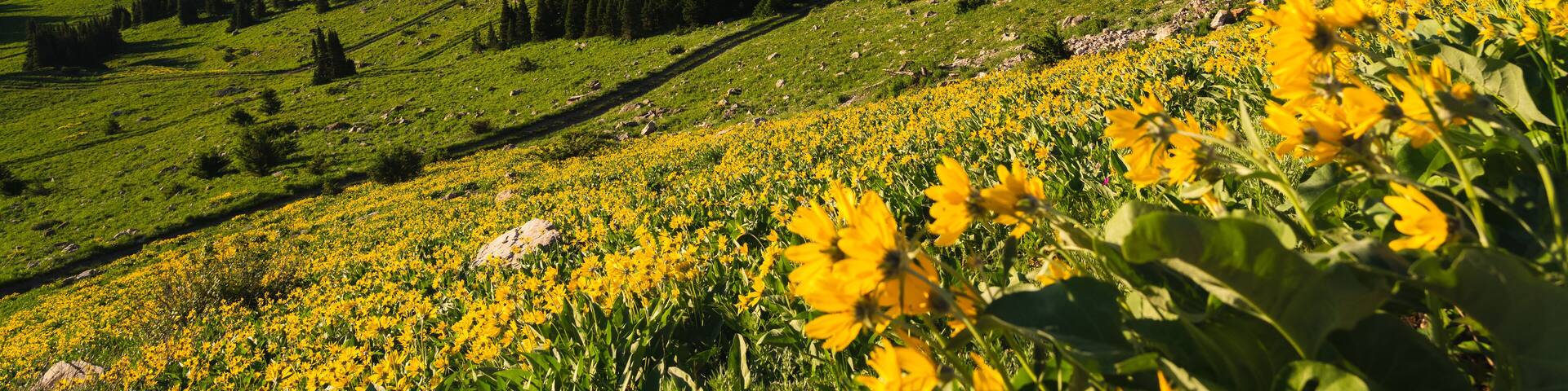 Wildflowers in the Bridger Mountains