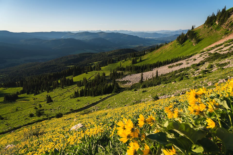 Paisagem montanhosa com um campo de flores amarelas em primeiro plano e montanhas ao longe sob um céu claro.