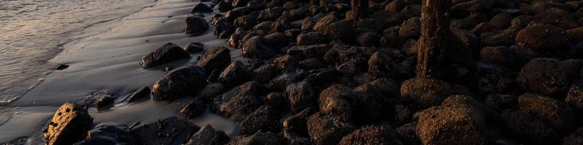 A rocky shoreline with driftwood and a calm sea at sunset.