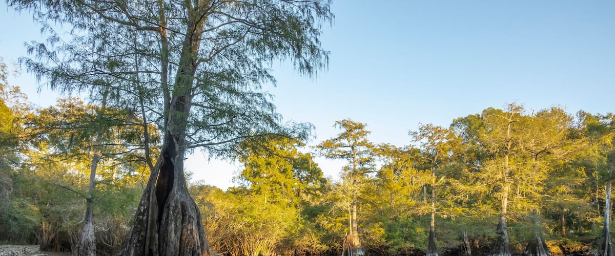 kayakers at Rock Bluff Spring on the Suwanneee River, Gilchrist County, Florida