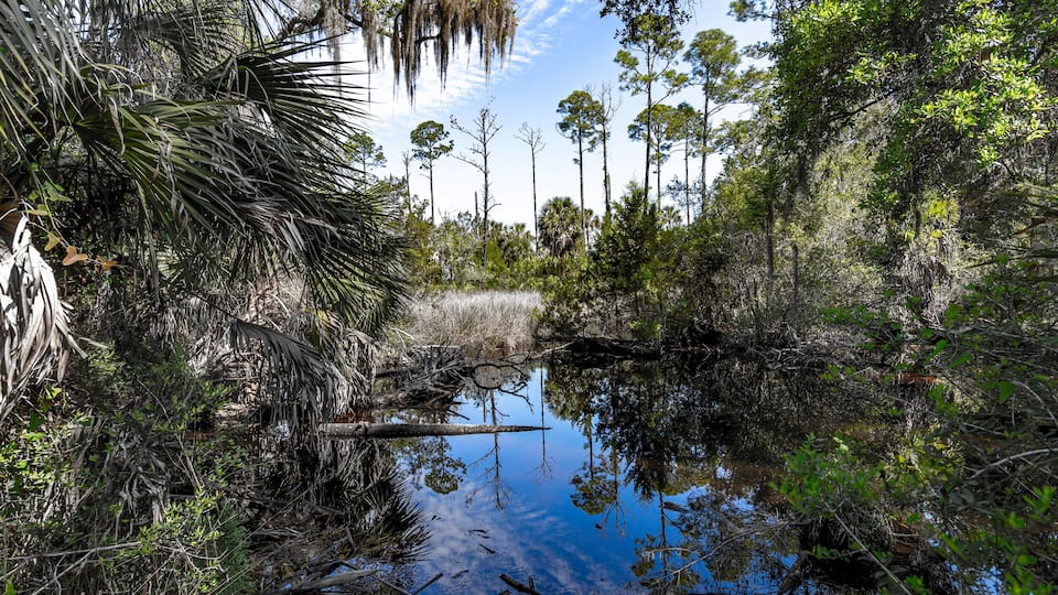 A swampy area with a calm water body surrounded by various trees and vegetation.