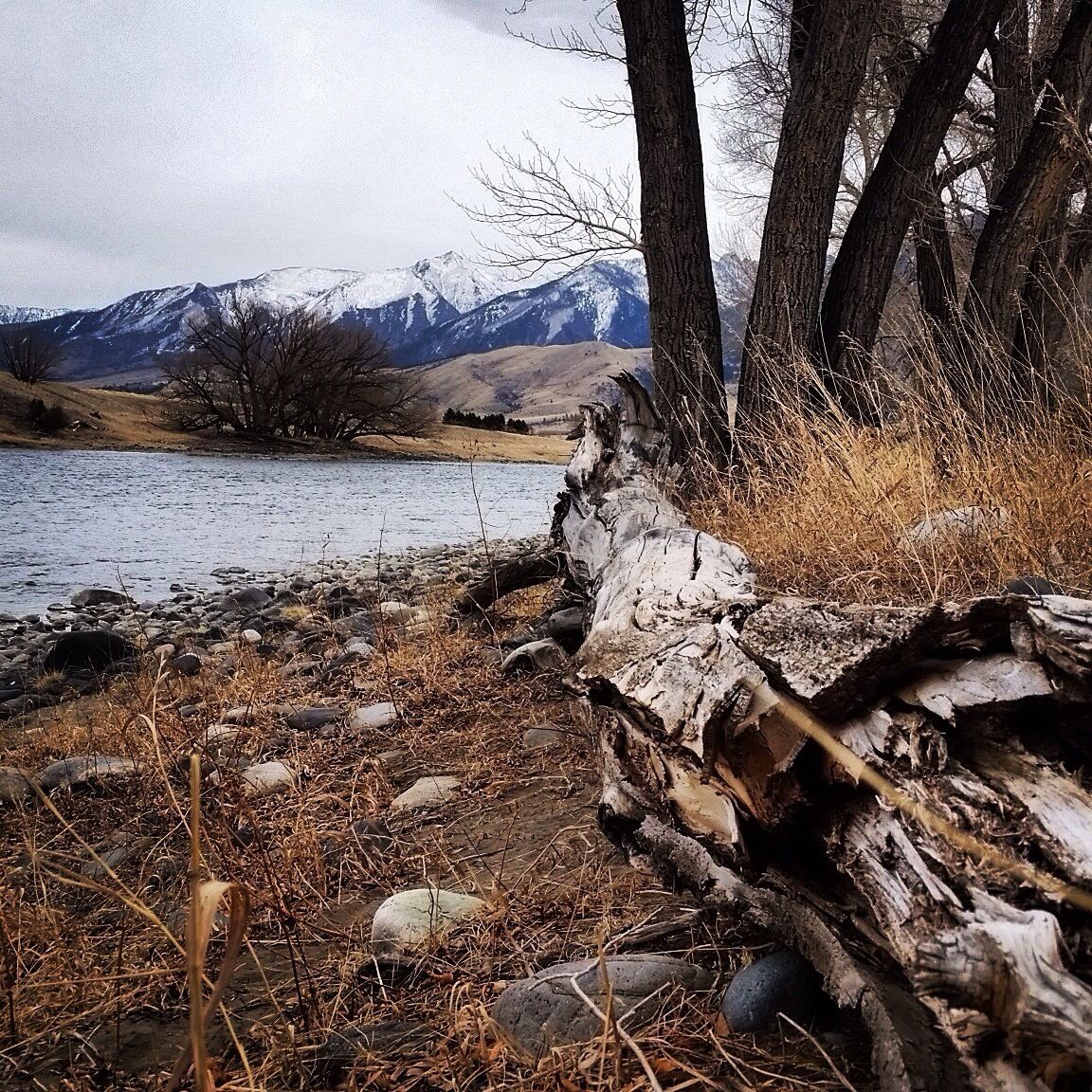 A riverbank with a fallen log, a rocky shoreline, and snow-capped mountains in the background.