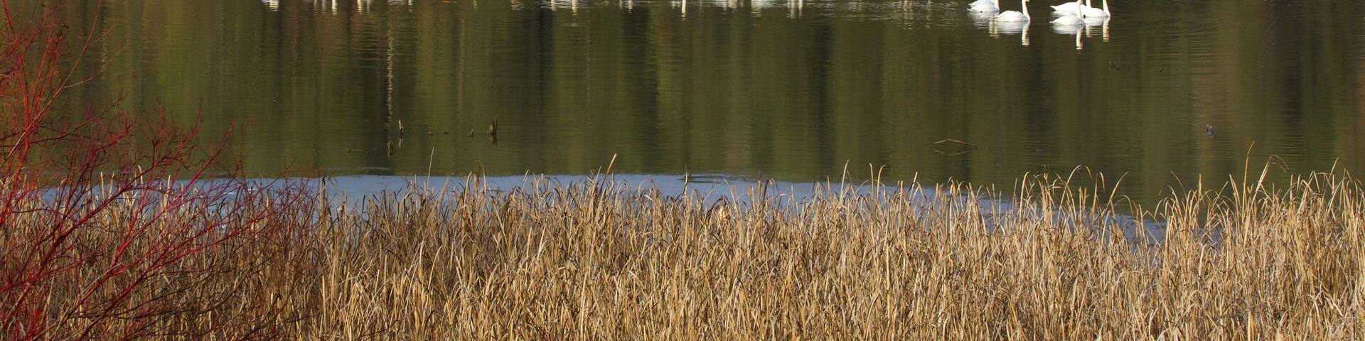 Wild Swans gather on ice in a northern wetland