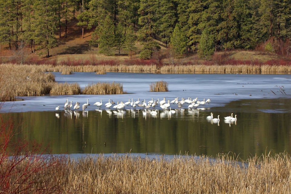 Un lago con aves blancas y pastos altos.