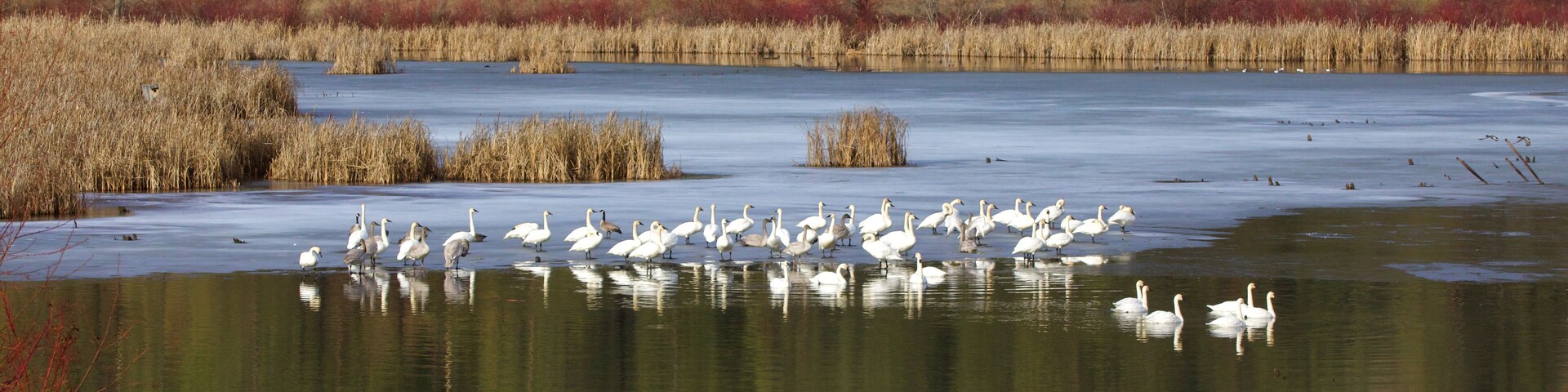 Wild Swans gather on ice in a northern wetland