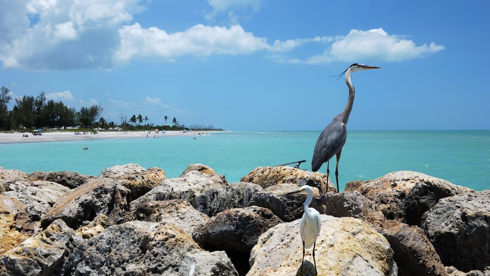 White Egret & Great Blue Heron on Captiva Island