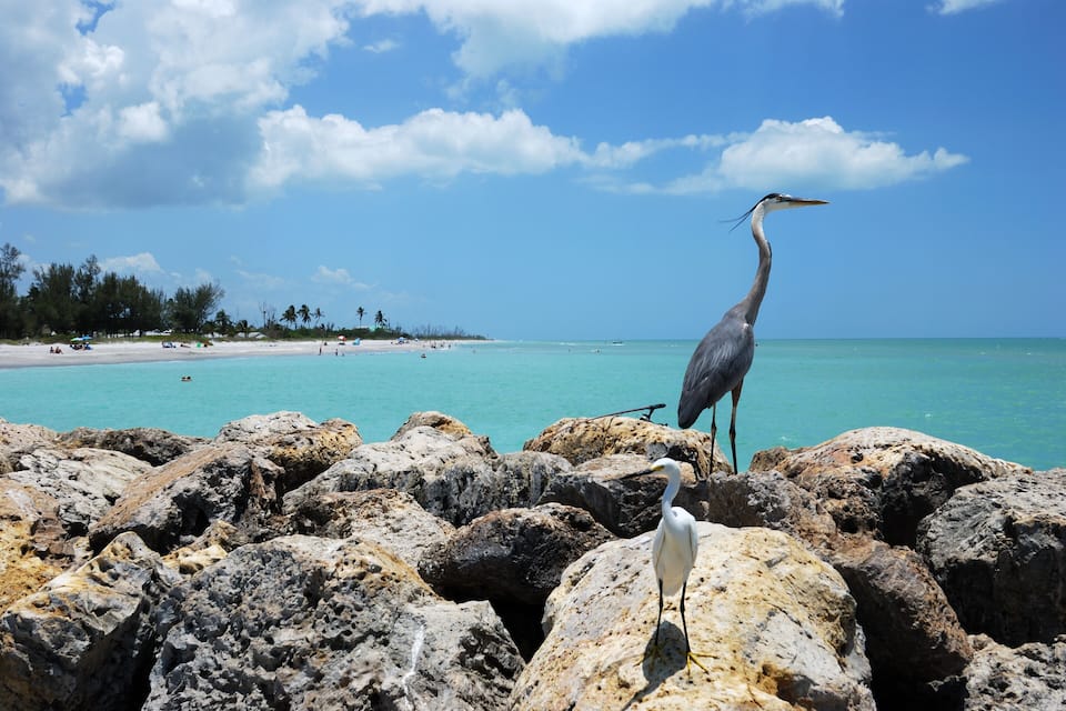 Een reiger staat op rotsen aan een turquoise strand met heldere lucht.