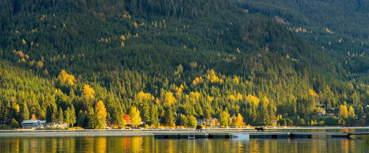 Alta Lake showing a lake or waterhole, tranquil scenes and forests