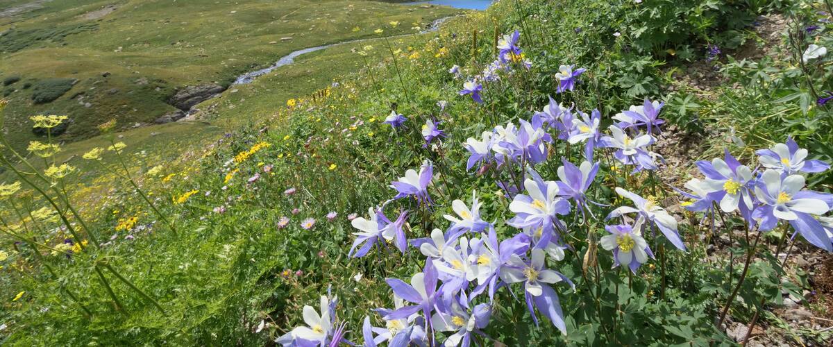 Colorado Columbine Flower on Ice Lake Trail in San Juan Mountains, Colorado